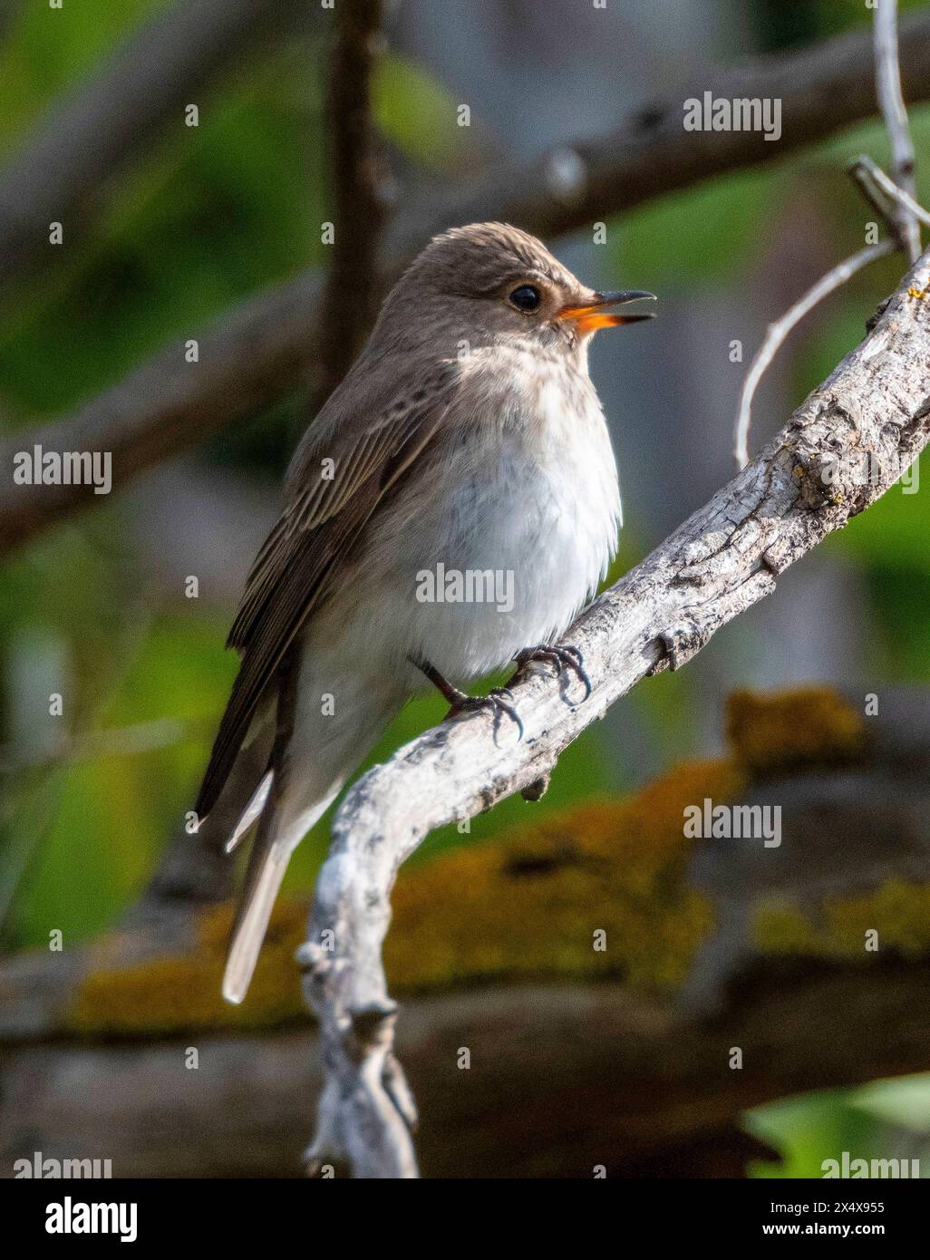 Spotted Flycatcher (Muscicapa striata) perched on a branch, Akrotiri, Cyprus Stock Photo