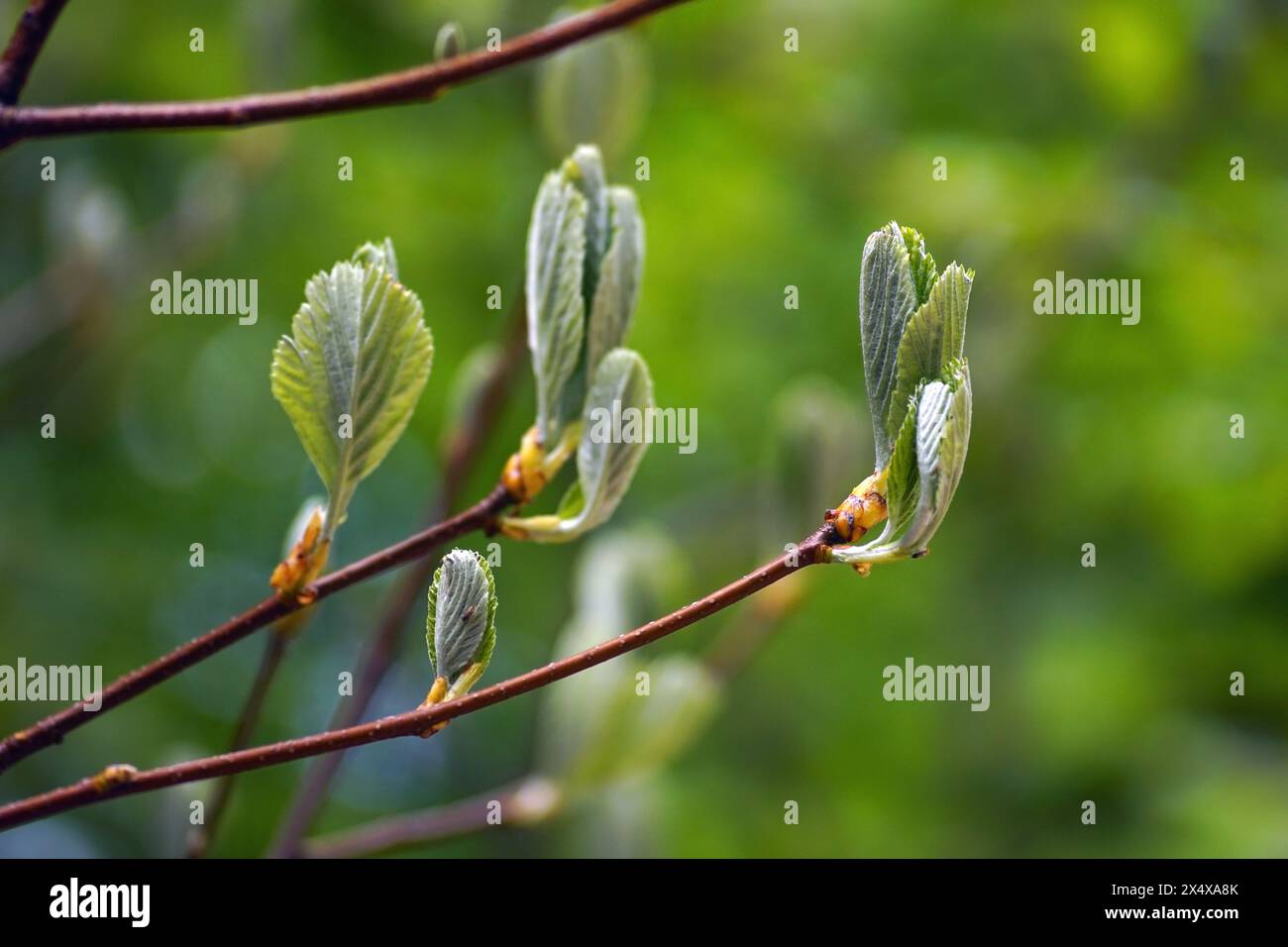 Branches of a rock whitebeam tree (Aria rupicola) with the first leaves that have not yet blossomed. Spring in the Montenegrin mountains close-up. Stock Photo