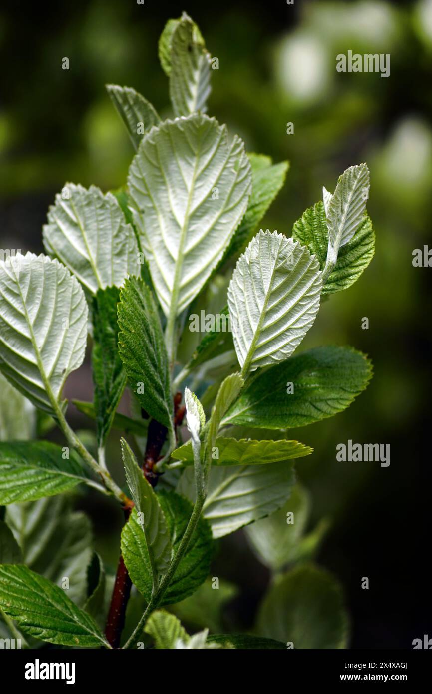 Leaves of a rock whitebeam tree (Aria rupicola) on both sides - spring branch photographed close up. Stock Photo
