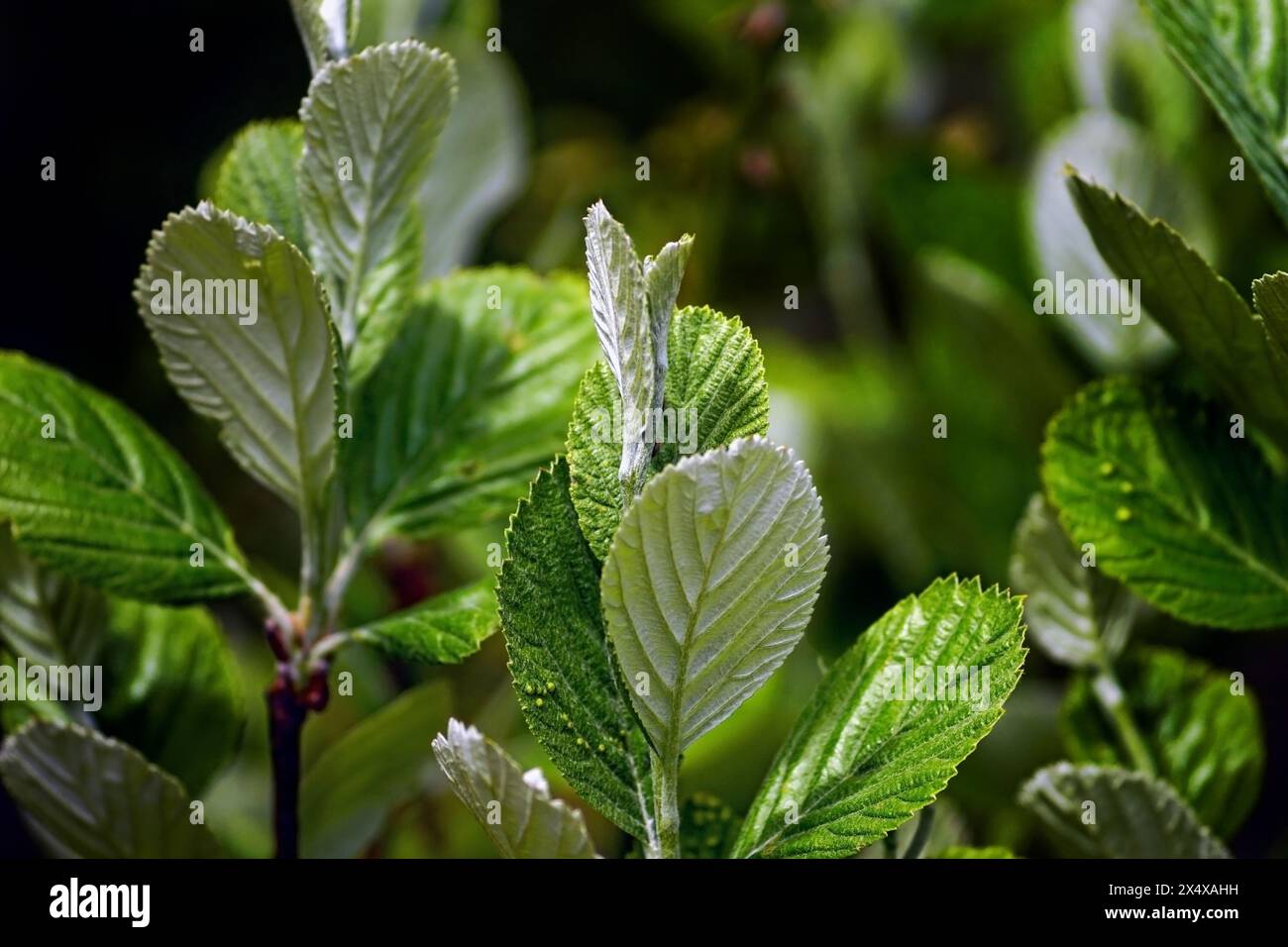 Rock whitebeam in spring - branches with young tree leaves close-up. Stock Photo