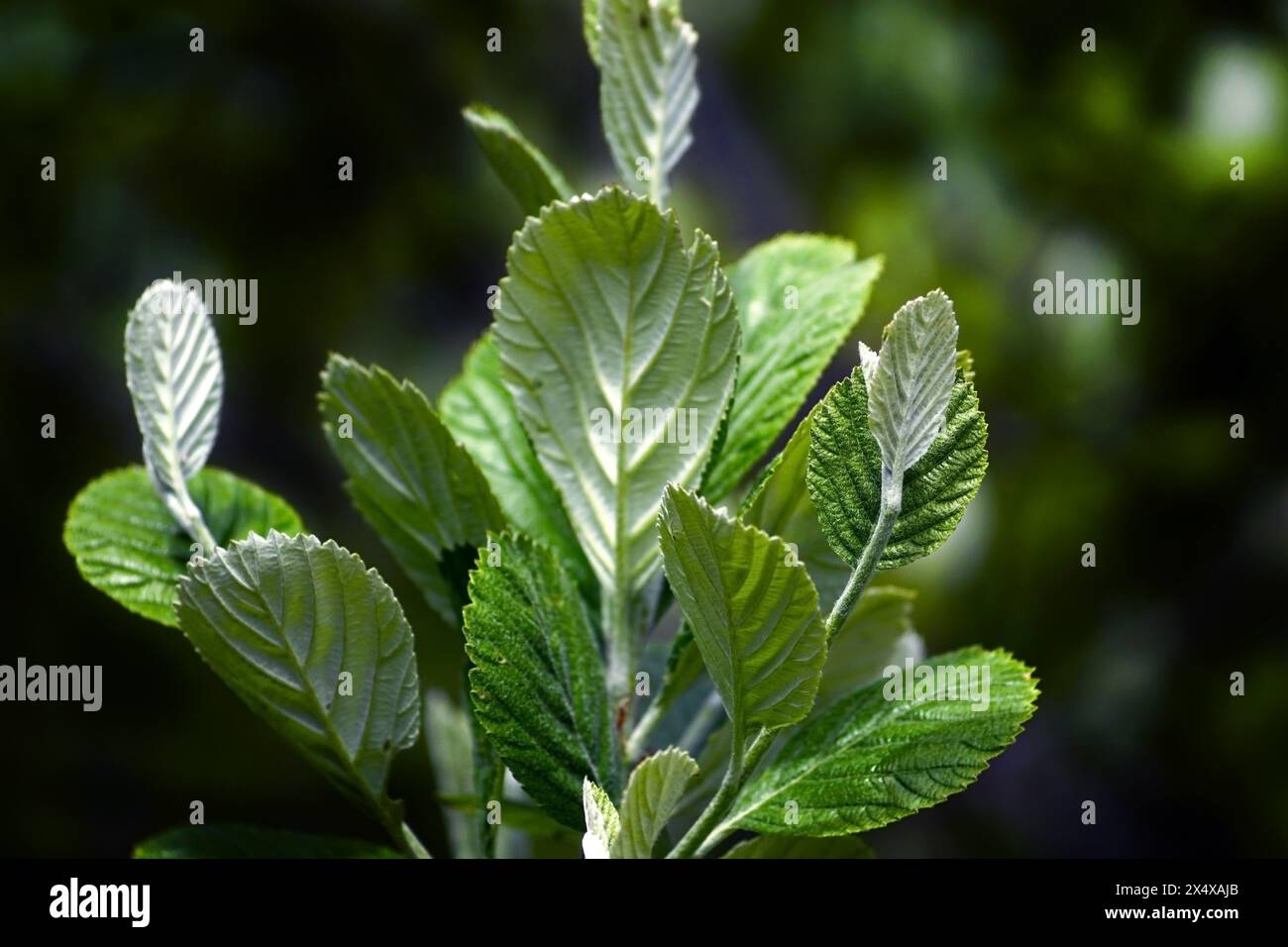 Fresh spring leaves of the Aria rupicola tree, commonly known as rock whitebeam Stock Photo