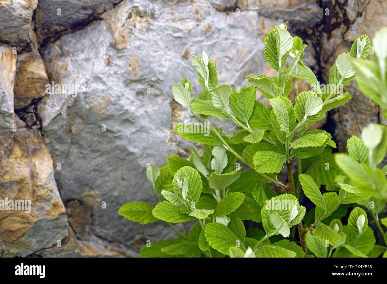 Twigs with fresh leaves of Aria rupicola bush growing near a rock in the mountains. Stock Photo