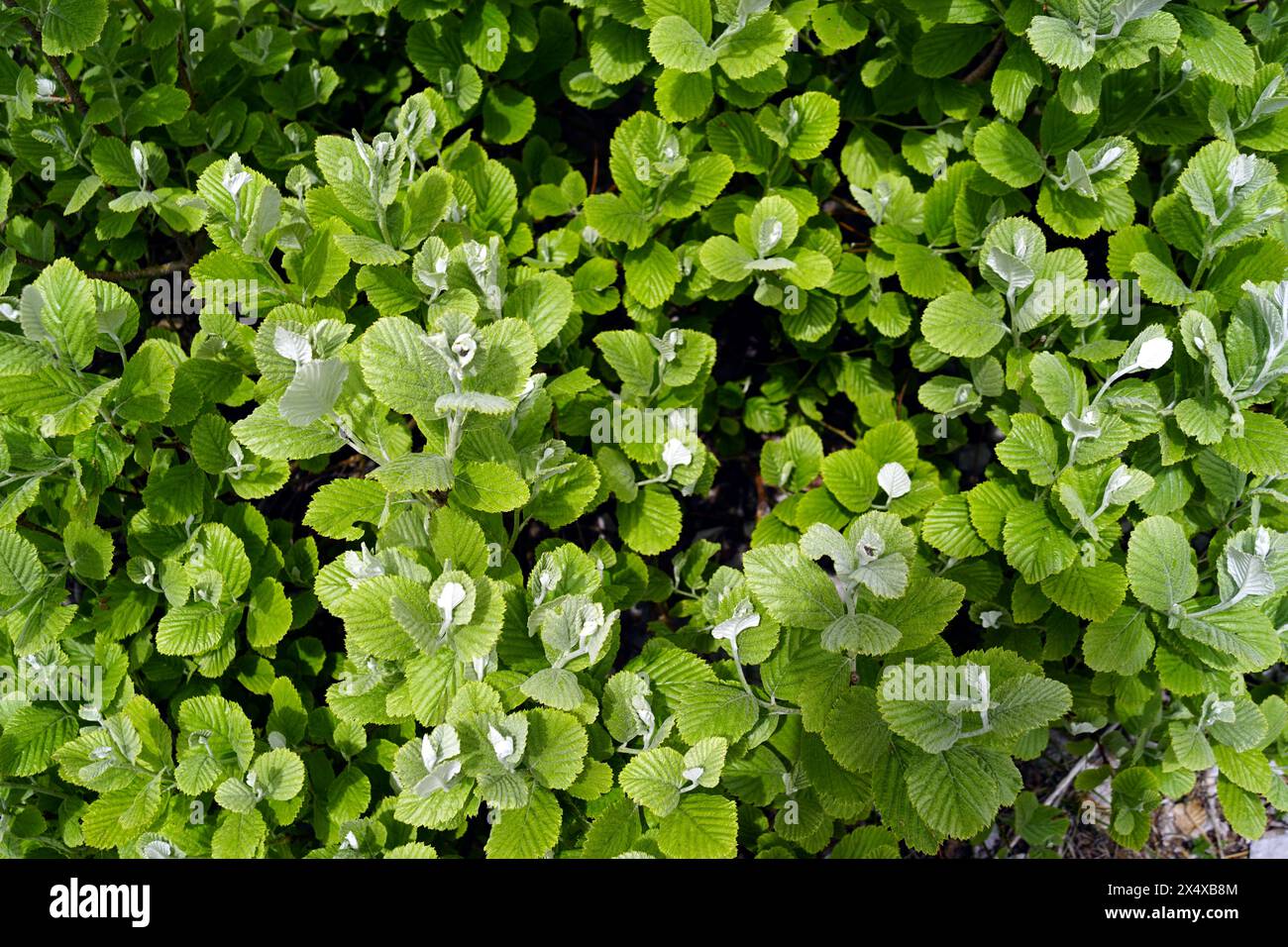 A carpet of Aria rupicola leaves: many branches with fresh green foliage, photographed from top to bottom. Spring nature on Mount Orjen, Montenegro. Stock Photo