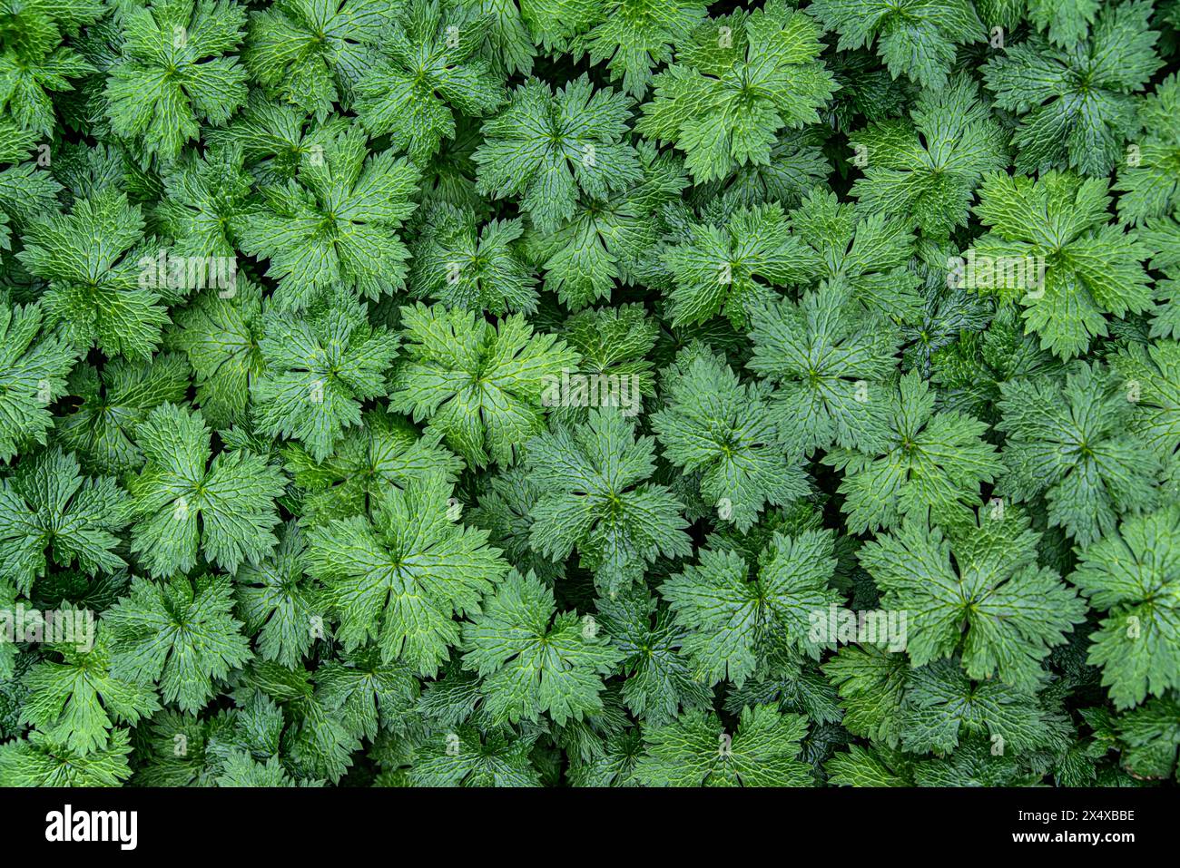 Blank photograph of hardy, bulgarian geraniums, background, leaf, plant, green, natural, nature, garden, botanical, gardening, foliage Stock Photo