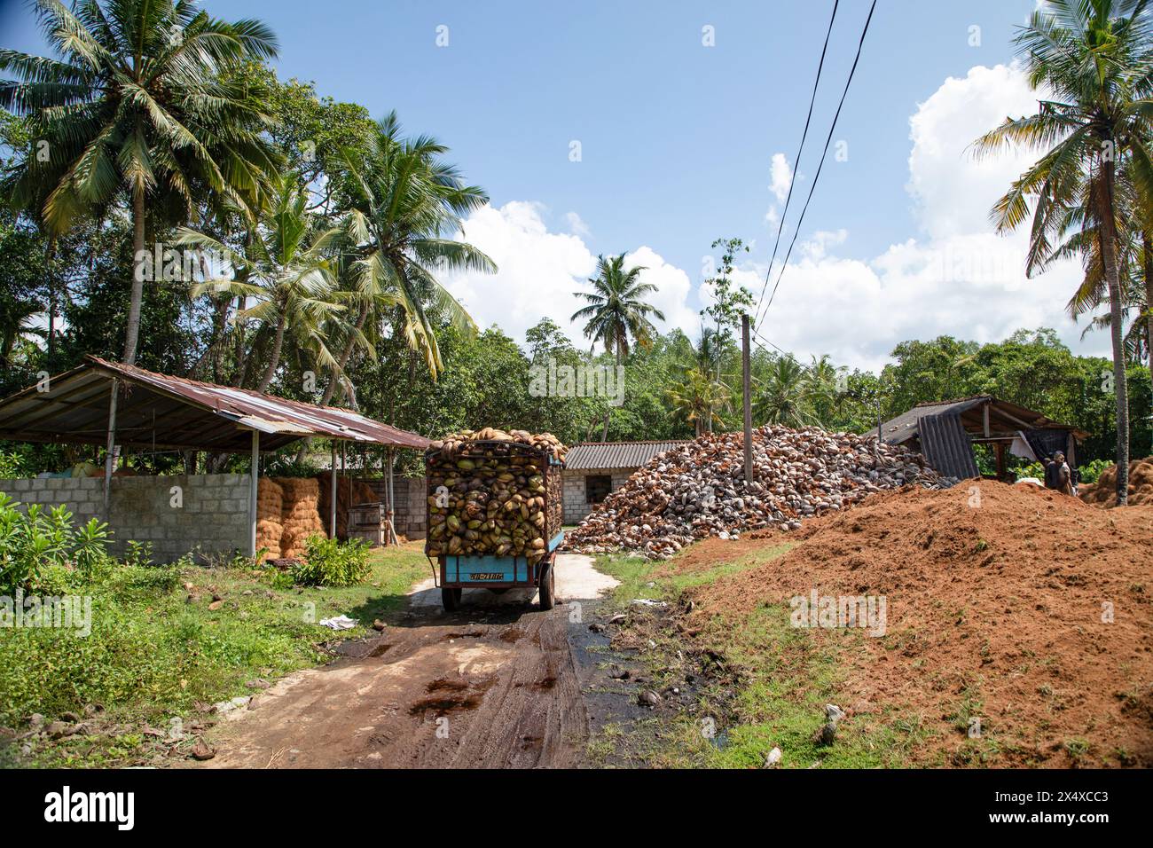 Rural Rope Making Kalutara, Sri Lanka 09 february 2023.coir rope making traditional ...