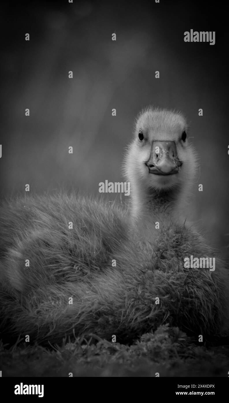 Gosling in grass Black and White Stock Photos & Images Alamy