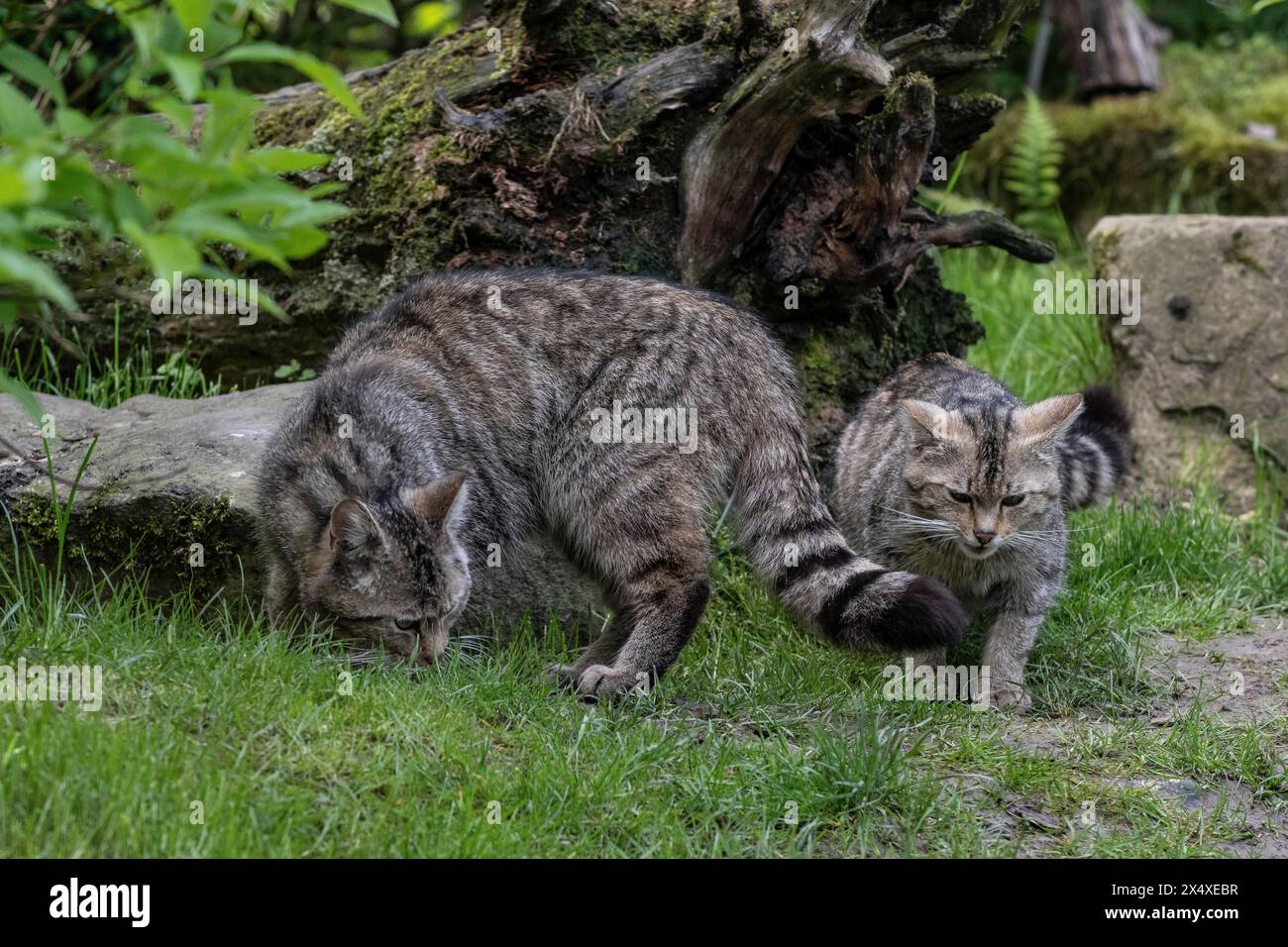 Wildcat (Felis silvestris), captive, Hütscheroda, Thuringia, Germany ...