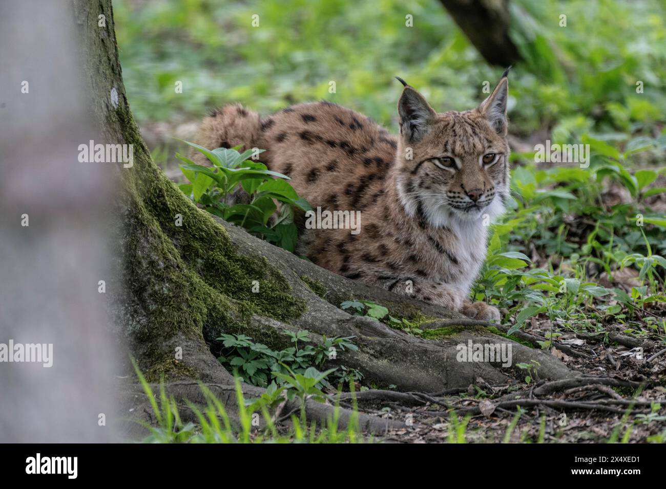 Eurasian lynx (Lynx lynx), captive), coordination enclosure Hütscheroda ...