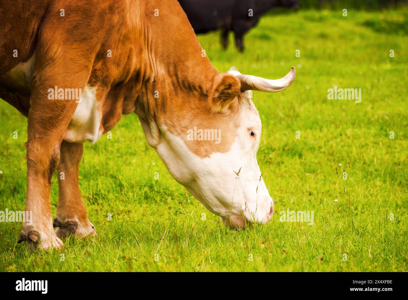 portrait of cute rufous cow grazing on a grassy meadow. carpathian rural area of ukraine. Stock Photo