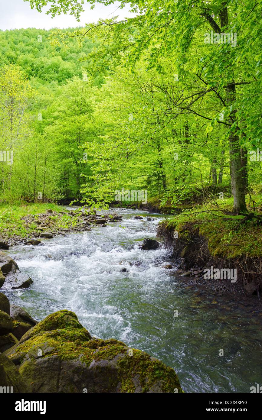 stream in the woods among stones. outdoor nature scenery in spring. ecology and fresh water concept Stock Photo