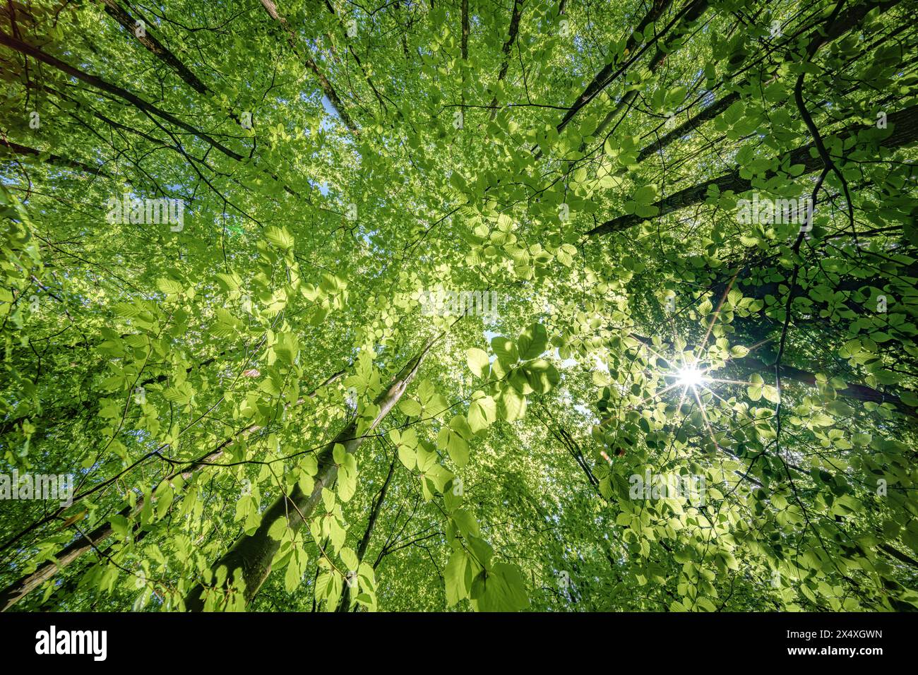 Canopy trees sun ray forest hi-res stock photography and images - Alamy