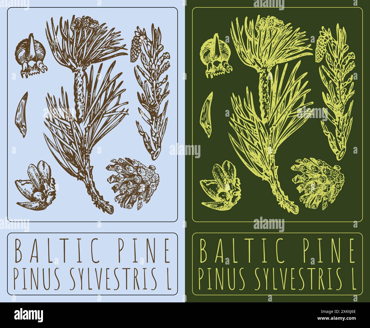 Vector drawing BALTIC PINE. Hand drawn illustration. The Latin name is ...