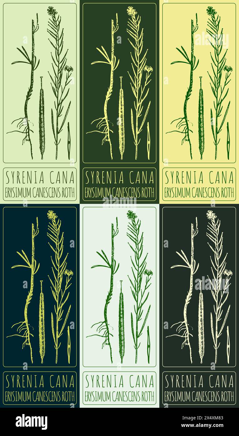 Set of vector drawing SYRENIA CANA in various colors. Hand drawn illustration. The Latin name is ERYSIMUM CANESCENS ROTH Stock Vector