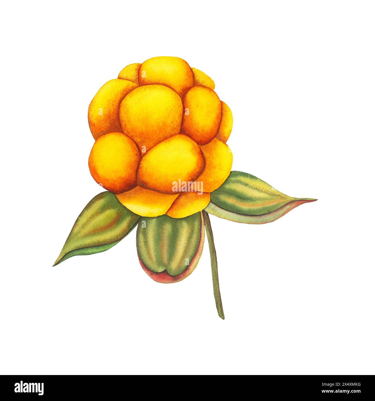 Watercolor hand drawn orange cloudberry. Botanical forest berry illustration on white isolated background. Good for stickers, tags and greeting cards, Stock Photo