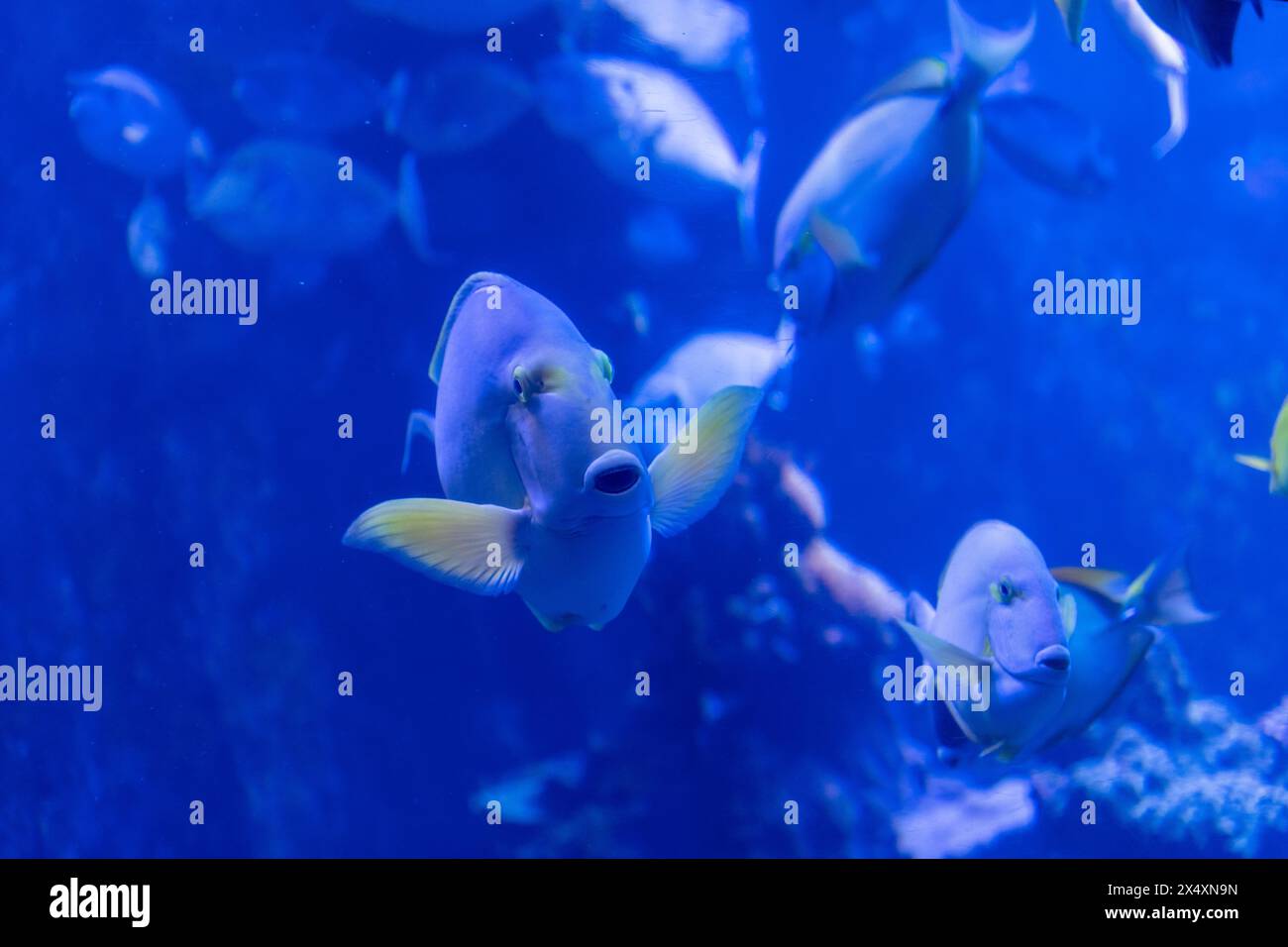 A school of Yellowfin Surgeonfish fishes at the Maui Aquarium, Hawaii Stock Photo