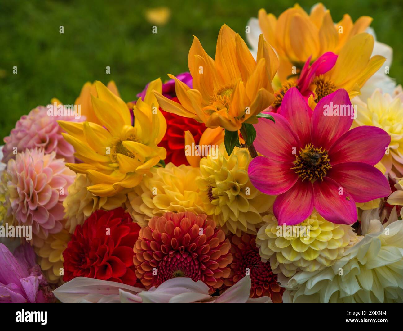 Colourful And Beautiful Dahlia Flowers Stock Photo Alamy Colourful And Beautiful Dahlia Flowers Stock Photo Alamy