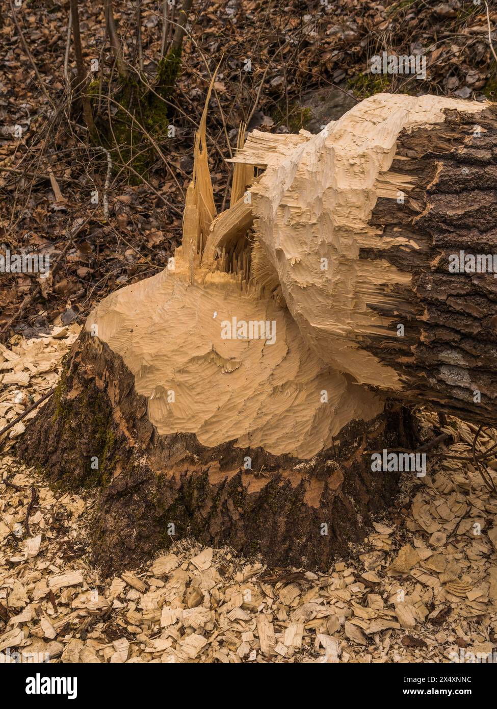 Tree taken down by beaver in the nature reserve of Västerängsudd, close ...