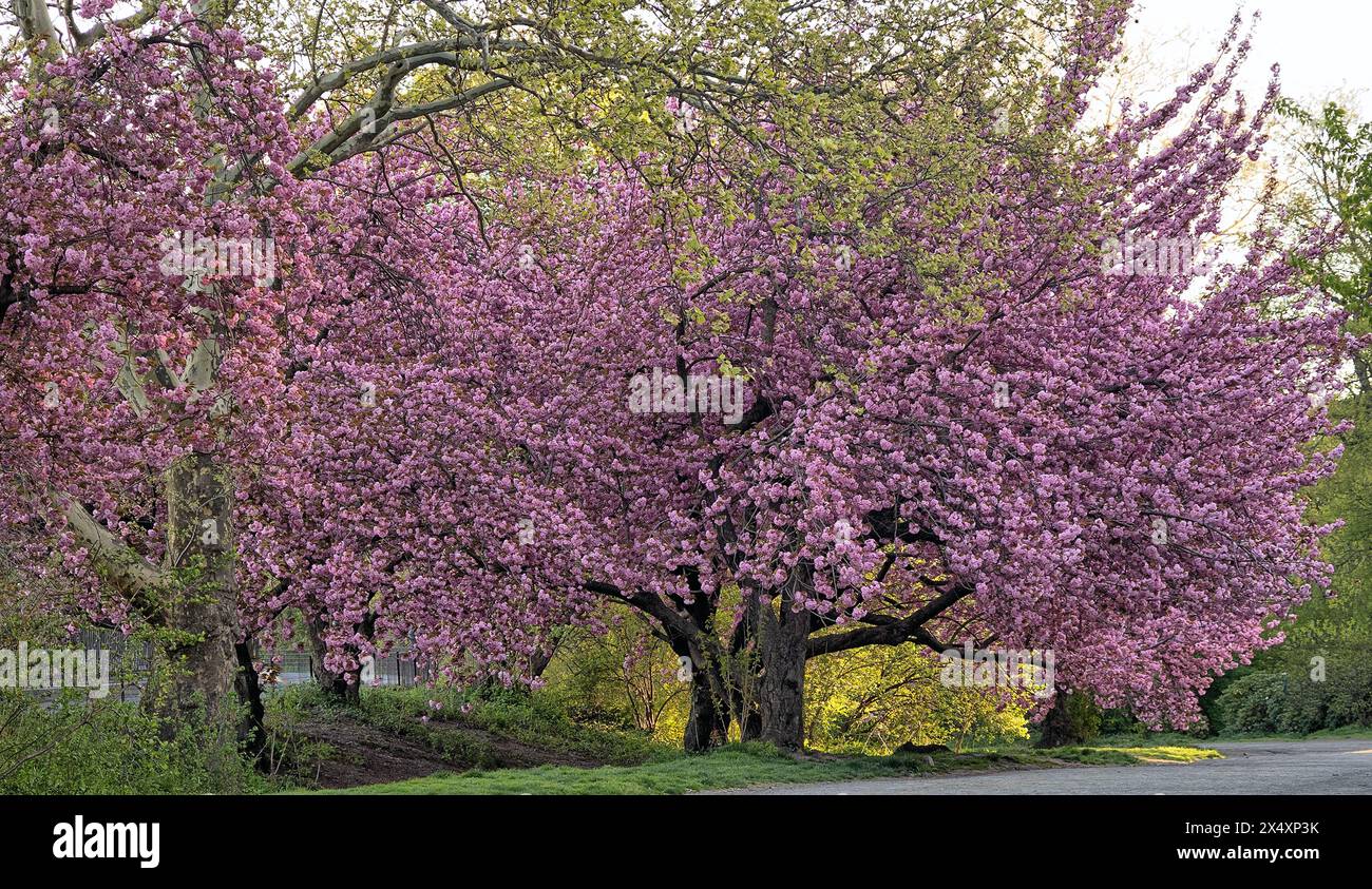 Central Park in late spring with flowering cherry trees, early morning ...