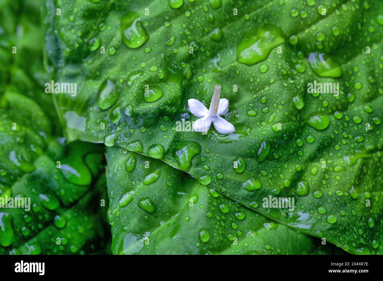 After early morning rain, water drops on flowers and leaves Stock Photo ...