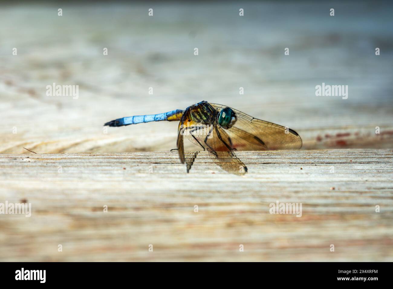 A male blue dasher dragonfly sits lightly on a wooden pier next to a lake. Stock Photo