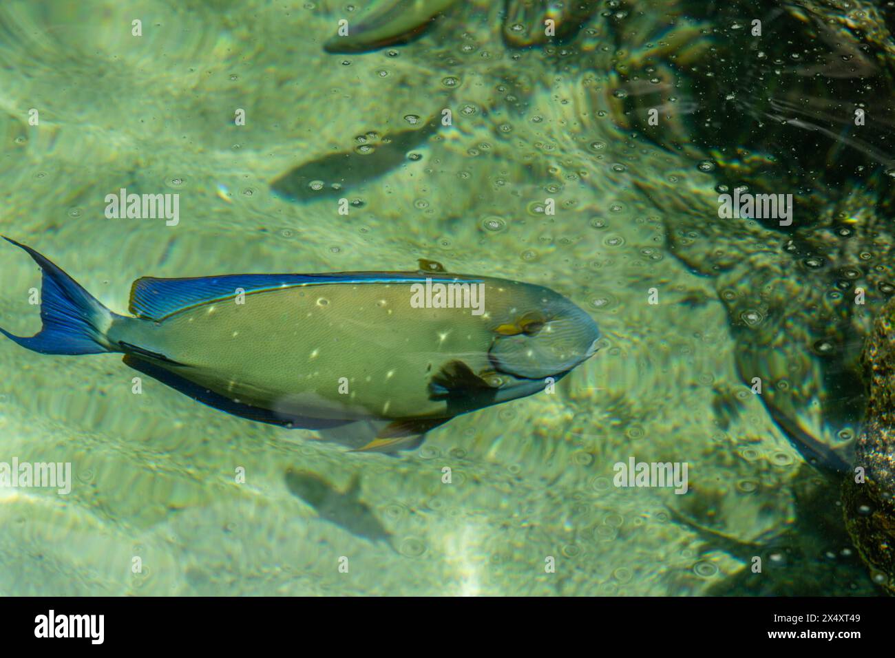 Ringtail Surgeonfish fish at the Maui Aquarium, Hawaii Stock Photo