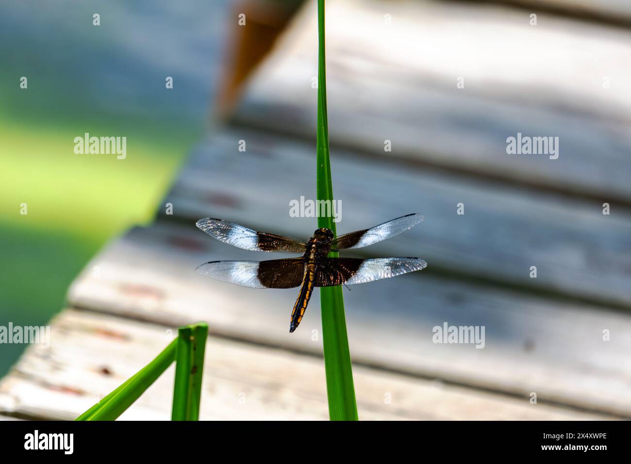 An immature male widow skimmer dragonfly sits lightly on reed next to a ...