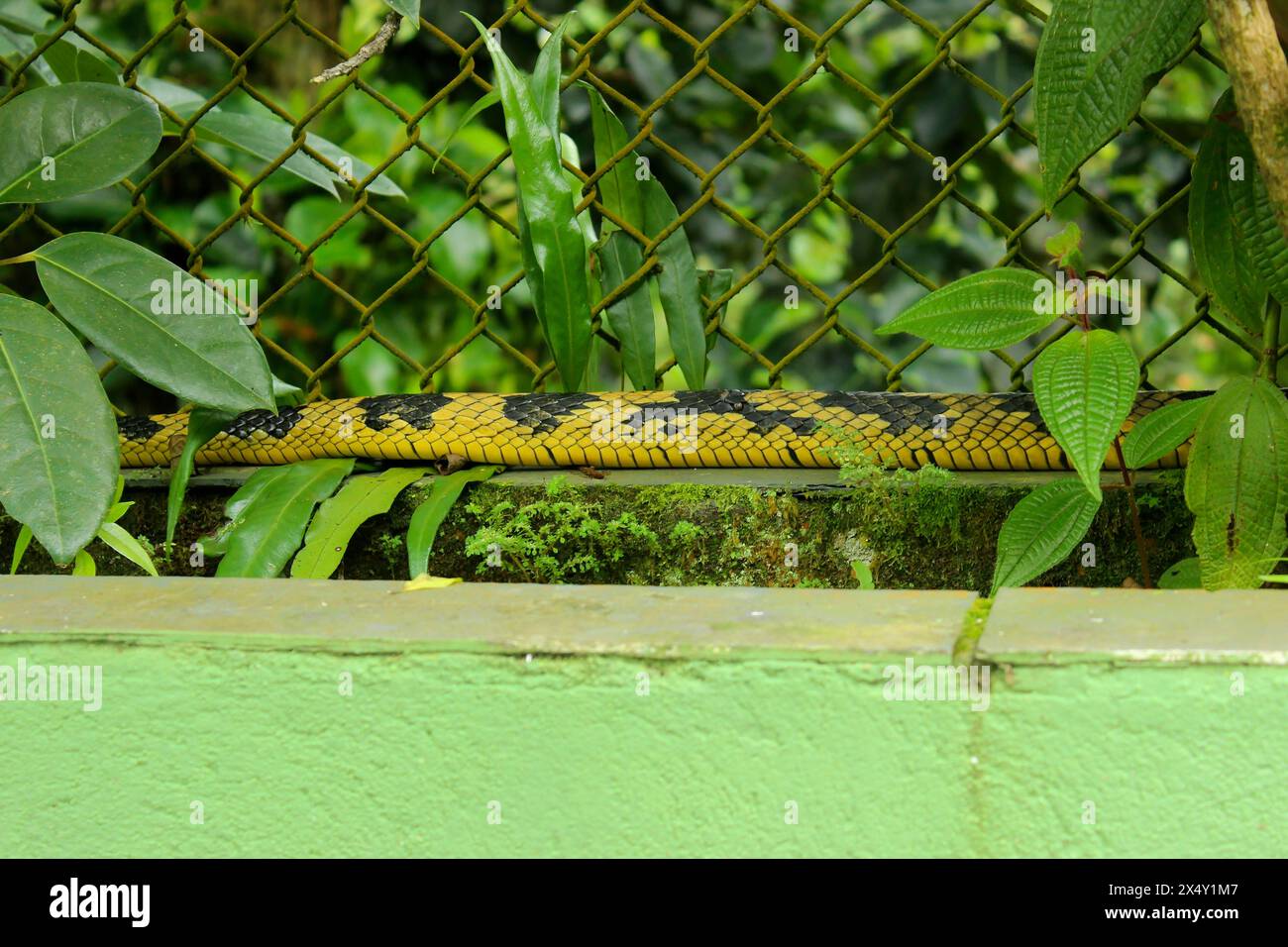 Snake Spilotes Pullatus, serpent from the Colubridae family, known as Caninana Snake. Color yellow and black. View of the body on a wall. Stock Photo