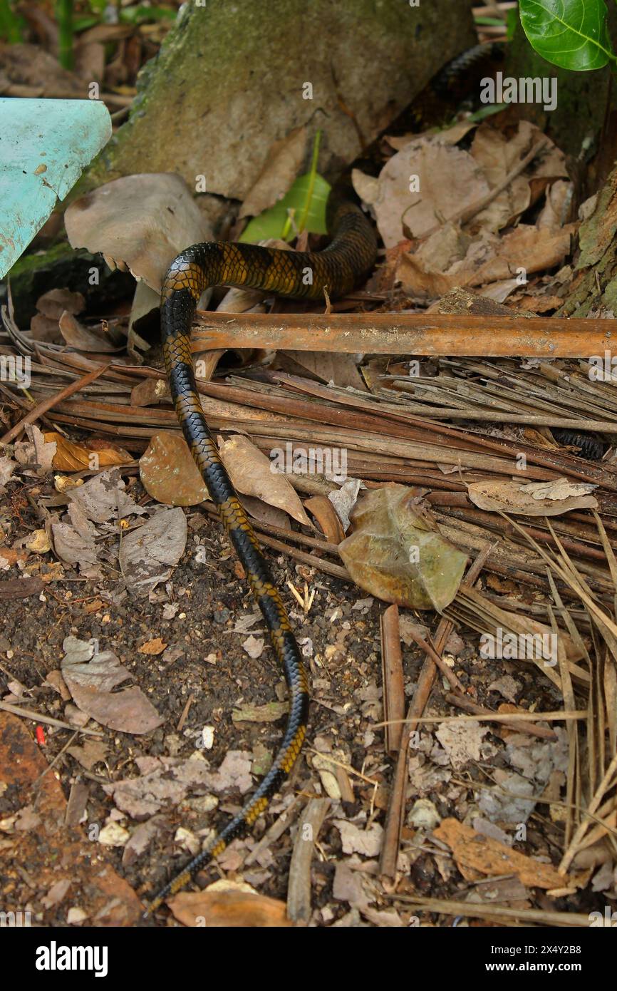 Snake Spilotes Pullatus, serpent from the Colubridae family, known as Caninana Snake. Color yellow and black. View of the body, tail, in hiding. Stock Photo