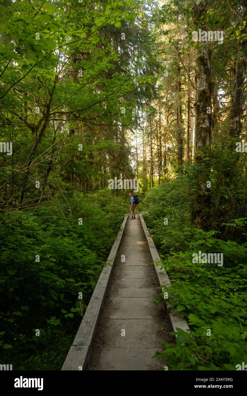 Backpacker Looks Back From Crossing Wooden Bridge Along Hoh River Trail ...