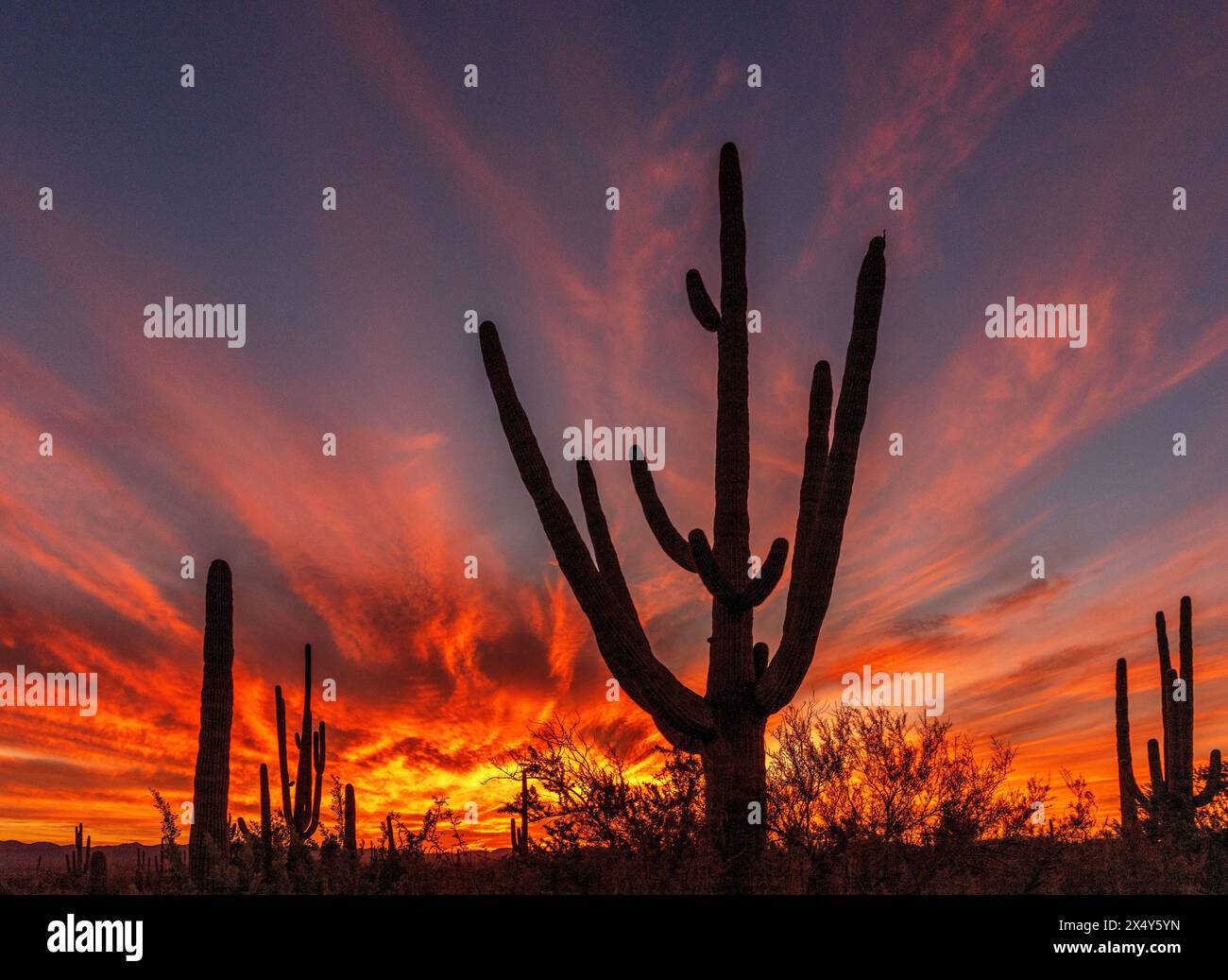 A September sunset colors the sky over Saguaro National Park West, Sonoran Desert, Tucson, Arizona, USA. (PHOTO: Norma Jean Gargasz) Stock Photo