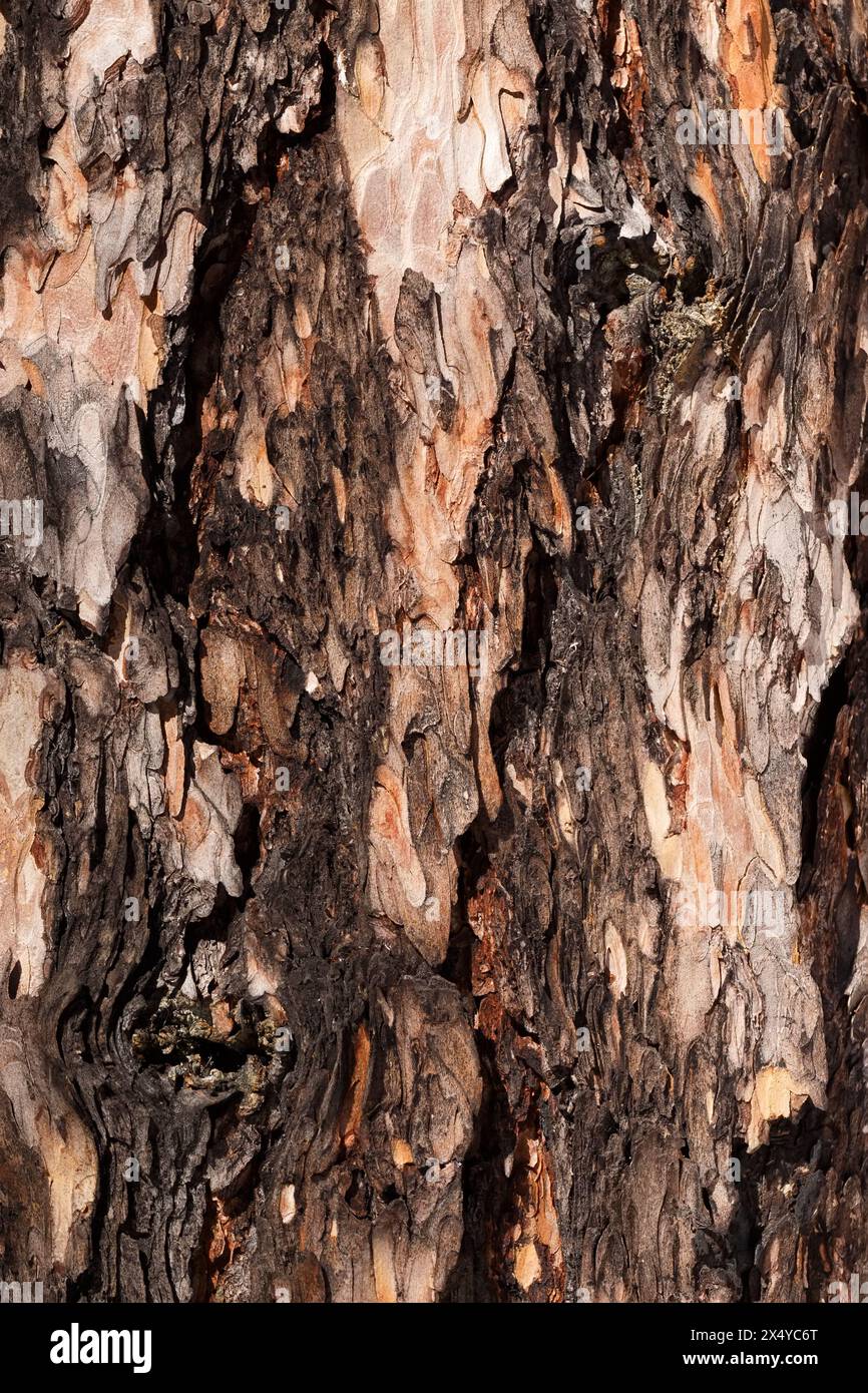 Texture of Dahurian larch bark close-up. Abstract background. Natural pattern. Stock Photo