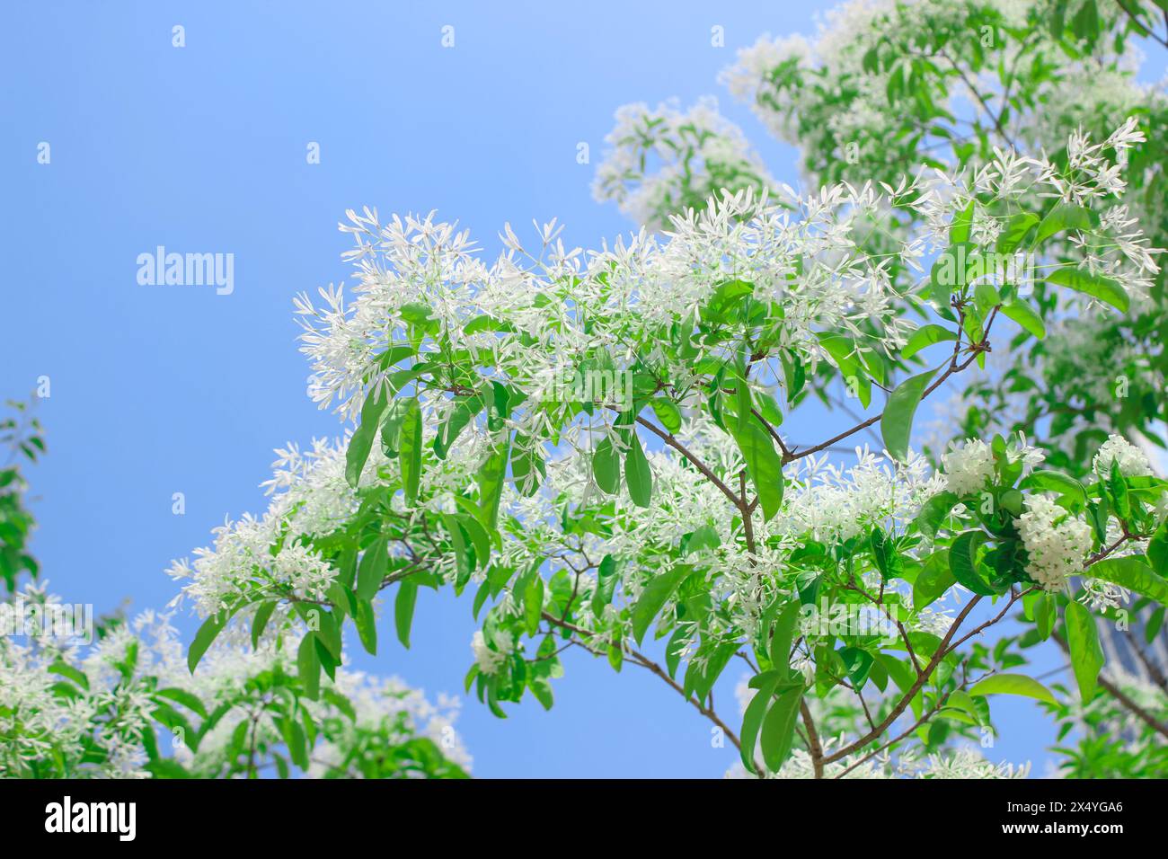 Putal Tree blossoming tree with white flower petal and blue sky summer days ...