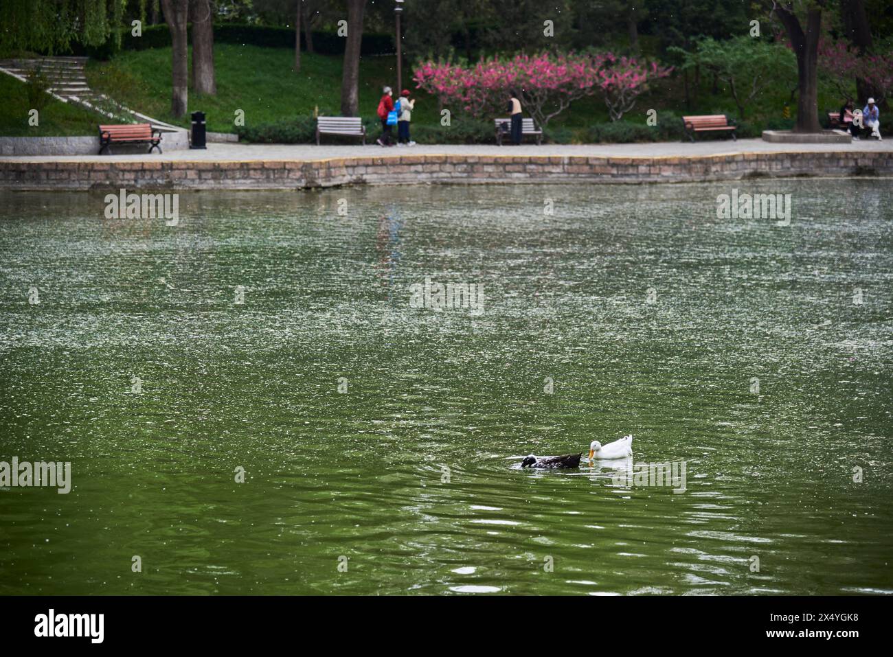 Scenery of Tuanjiehu public city park in spring, in Chaoyang district of Beijing, capital of China, on 19 April 2024 Stock Photo