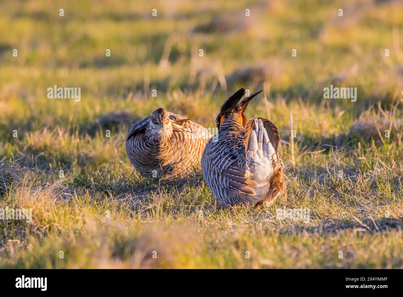 Greater Prairie-Chicken, Tympanuchus cupido, males  facing off on lek in Fort Pierre National Grassland, South Dakota, USA Stock Photo