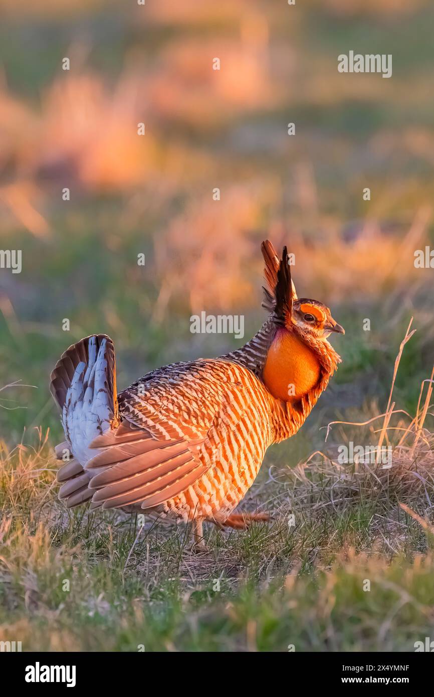 Greater Prairie-Chicken, Tympanuchus cupido, displaying on lek in Fort Pierre National Grassland, South Dakota, USA Stock Photo