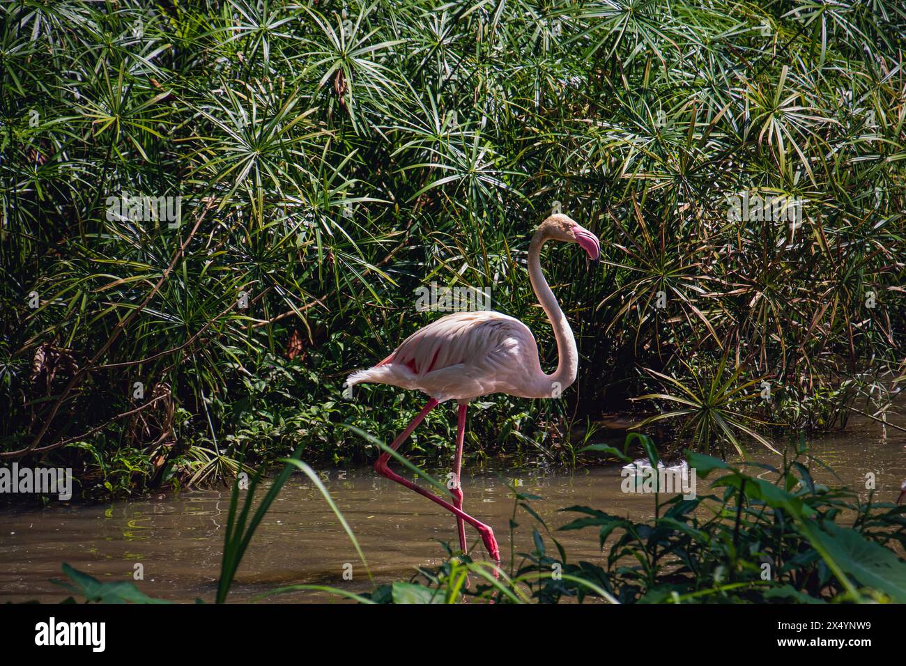 A Greater flamingo (Phoenicopterus roseus) walking through trees in a pond at Negara Zoo, Malaysia Stock Photo