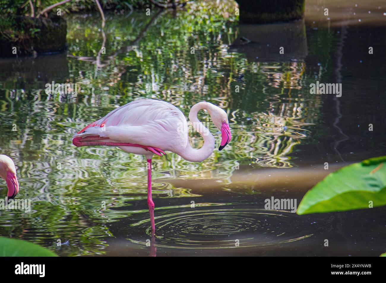 Greater flamingo (Phoenicopterus roseus) in pond at Negara Zoo, Malaysia. Stock Photo