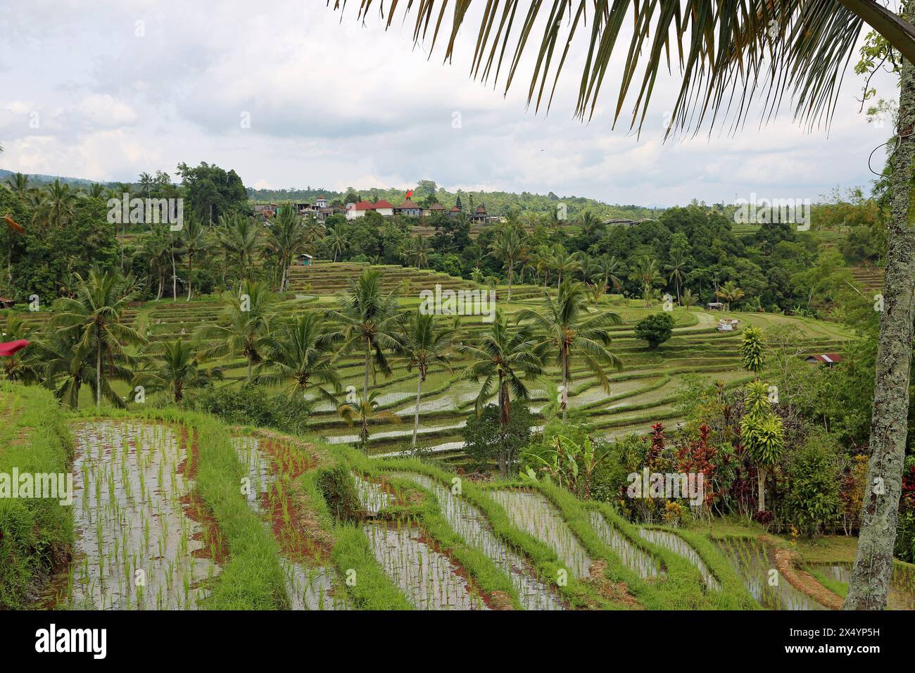 Under palm leaf - Jatiluwih Rice Terraces, Bali, Indonesia Stock Photo