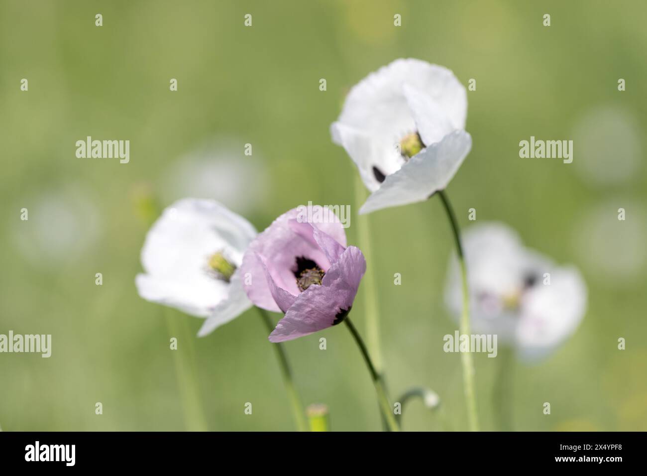 Oriental white poppy (Papaver orientale) in close-up. In middle there is dark burgundy center. Beautiful flower growing in meadow. Multi-colored opium Stock Photo