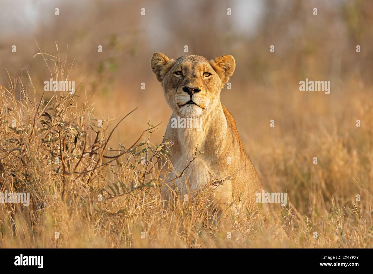 An alert lioness (Panthera leo) in natural habitat, Kruger National Park, South Africa Stock Photo