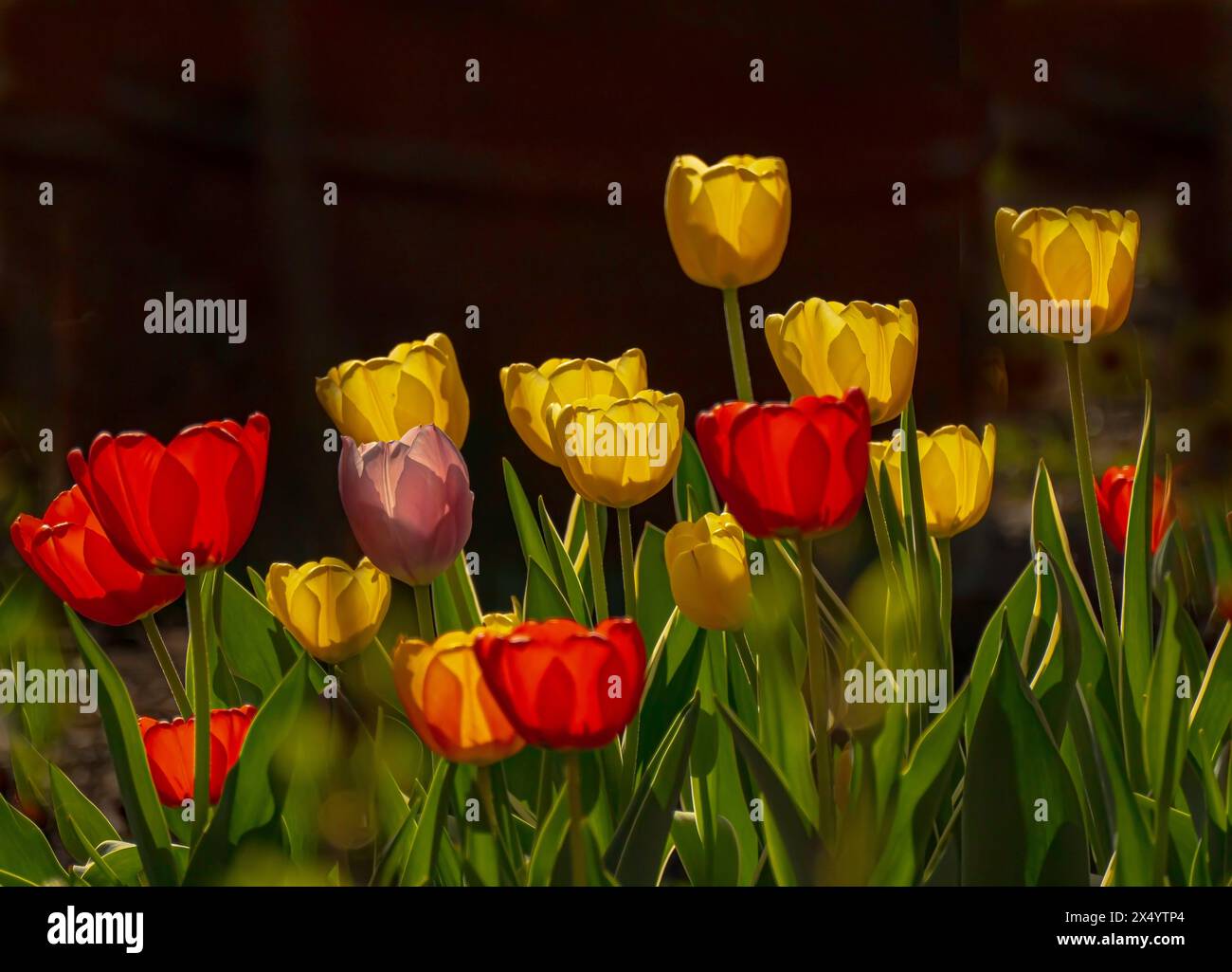 Glowing tulips .Tulips bloom in the spring garden Stock Photo