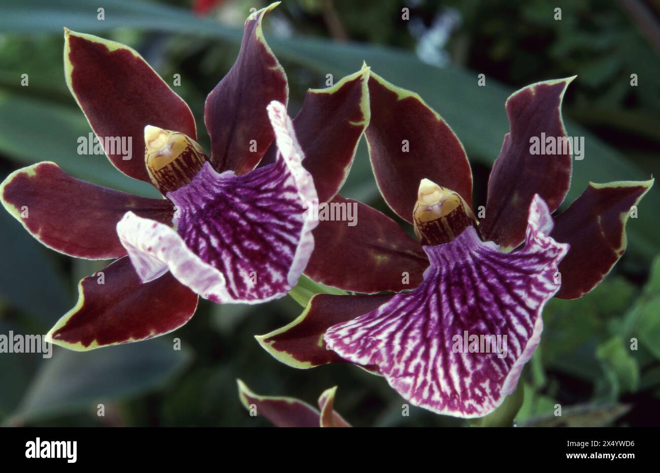 ZYGOPETALUM 'B.G. WHITE' Stock Photo