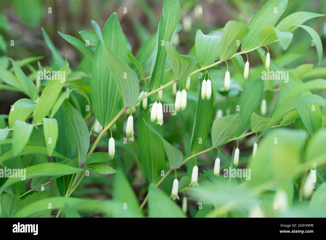 Polygonatum odoratum, Solomon's seal white forest flowers closeup selective focus Stock Photo