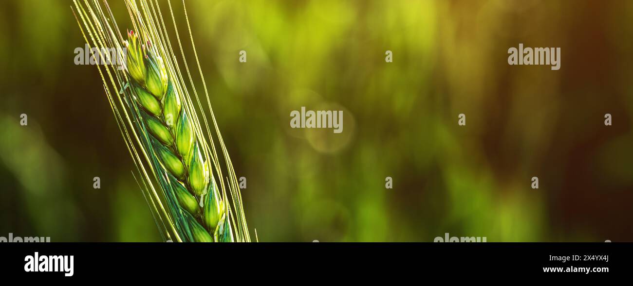 Ear of wheat in field, closeup of green crop during early growth stage