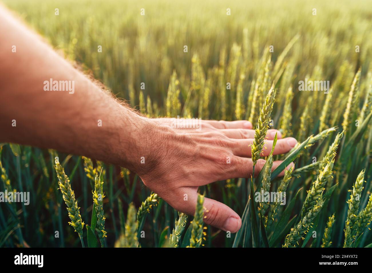 Farmer gently touching green wheat hi-res stock photography and images ...