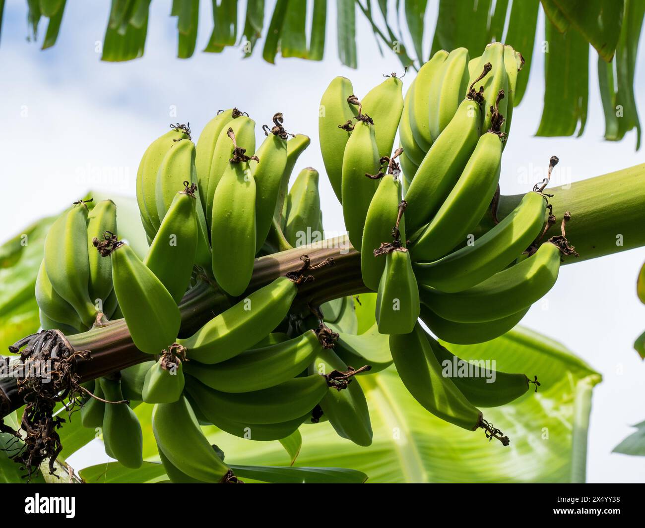 Lady Fingers bananas growing on a tree, bunches or hands, still green
