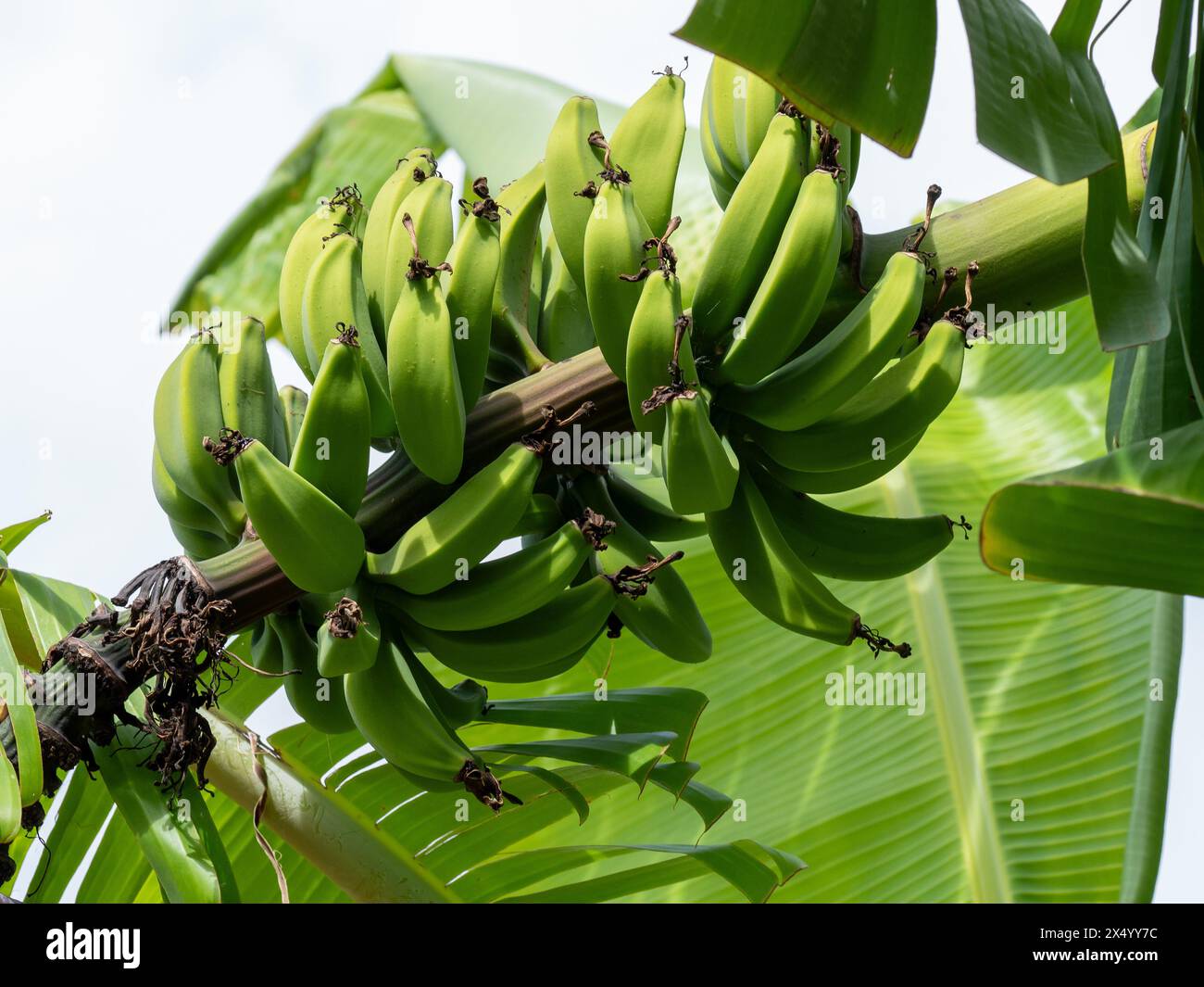 Lady Fingers bananas growing on a tree, bunches or hands, still green