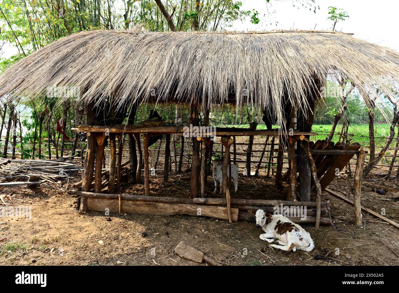 Totos are one of the most primitive communities in the world and this ...