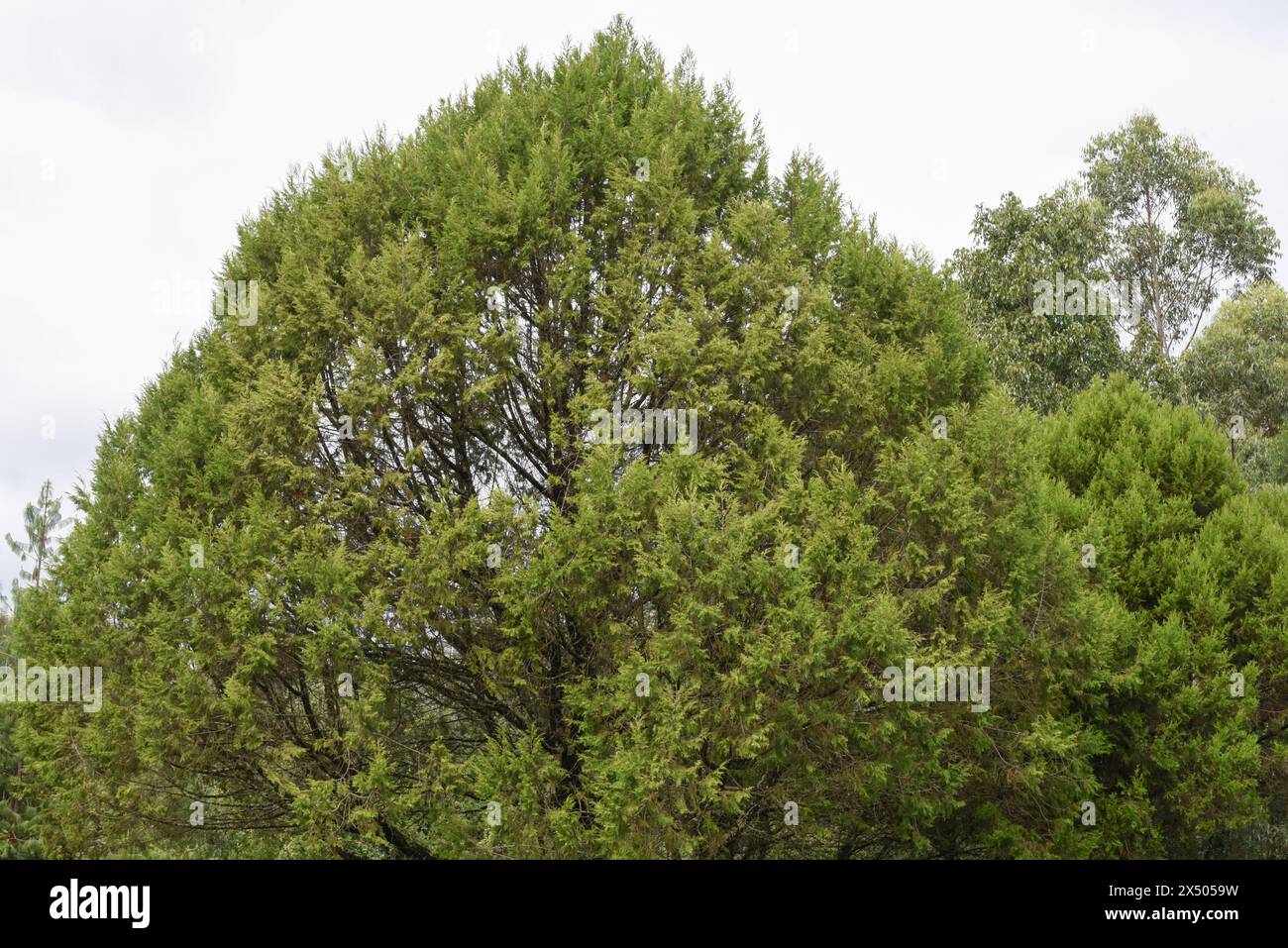 Green grass beautiful trees hi-res stock photography and images - Alamy
