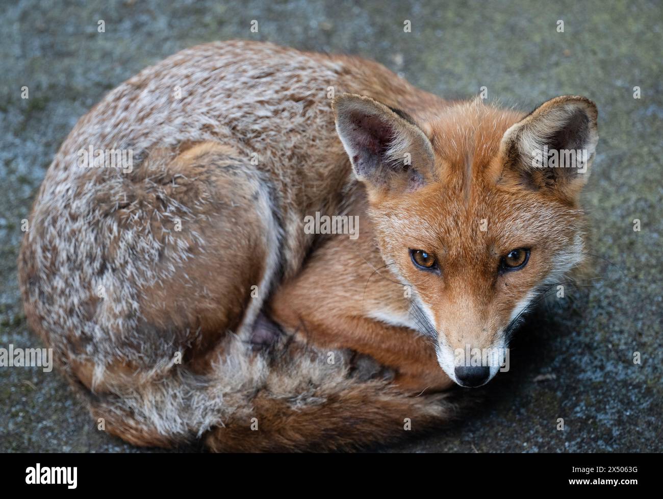 Adult, vixen, Red Fox, Vulpes vulpes, resting on garden shed roof close to den containing five cubs, London, United Kingdom Stock Photo